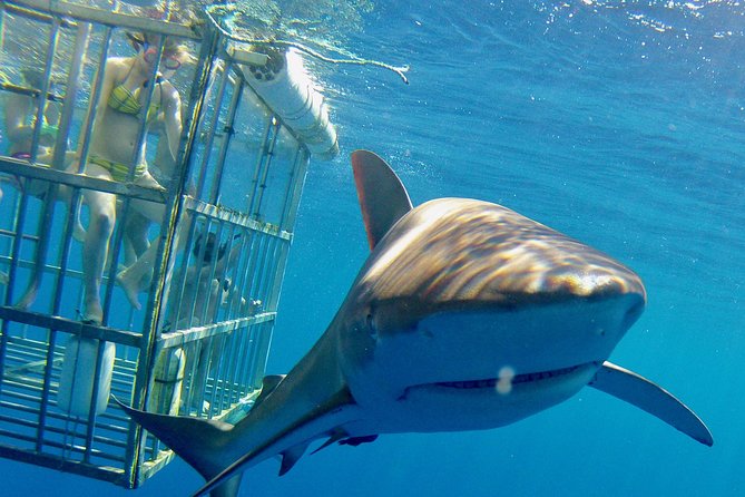 Oahu Shark Dive - The safety talk comes before the excitement