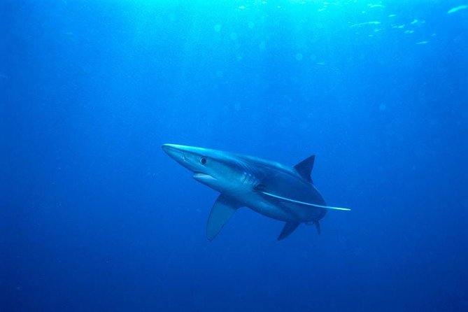 Oahu Shark Dive - Staying on deck can still be a great choice