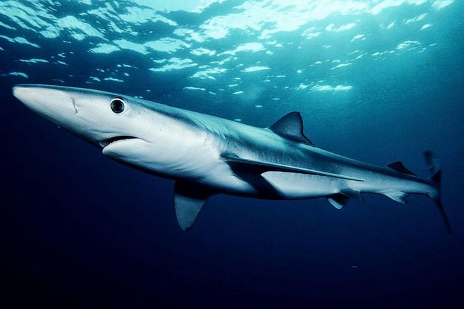 Oahu Shark Dive - Rough water is the main practical concern