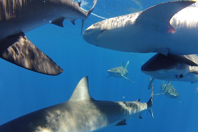 Oahu Shark Dive - What the $99.48 price really covers