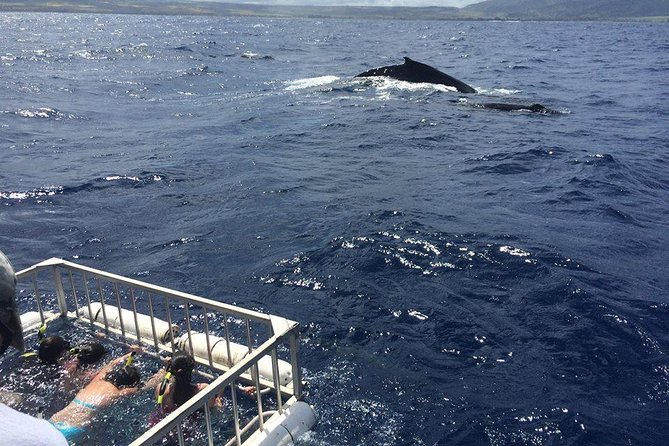 Oahu Shark Dive - Who will enjoy this North Shore outing