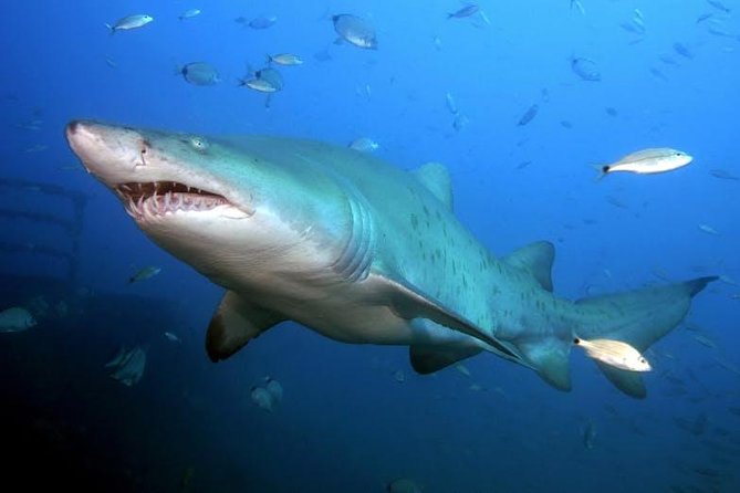 Oahu Shark Dive - Booking, timing, and cancellation details