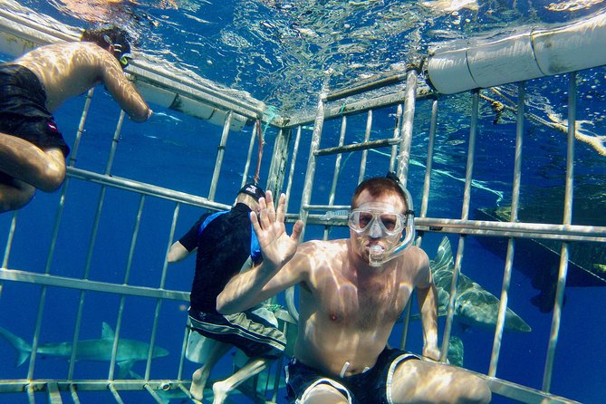 Oahu Shark Dive - Meeting Galapagos and sandbar sharks face to face