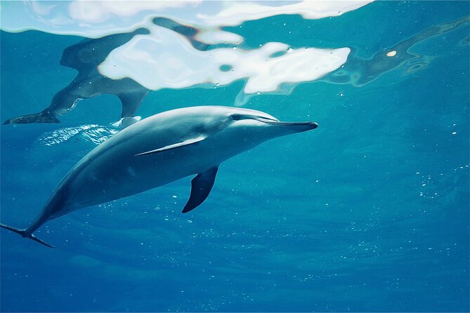 Oahu: Swim with Dolphins on the West Coast - A spacious catamaran and a small listed group