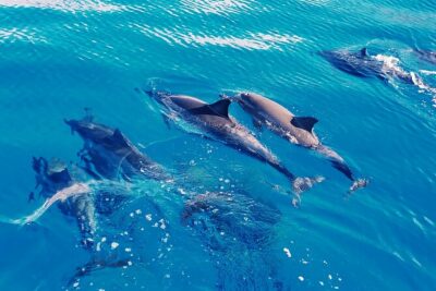 Swim with Dolphins on the West Coast