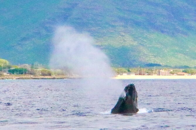 Oahu: Swim with Dolphins on the West Coast - The reef stop brings a second chance
