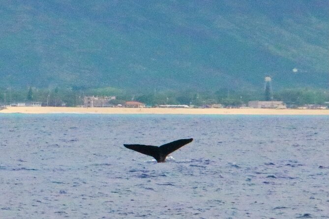 Oahu: Swim with Dolphins on the West Coast - Lunch, drinks, and the practical value of the price