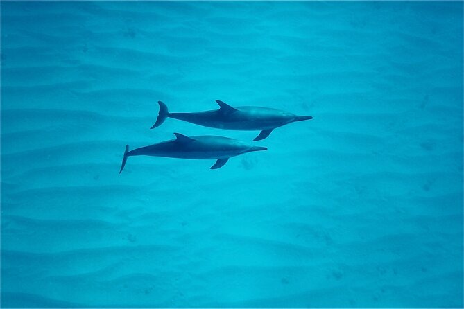 Oahu: Swim with Dolphins on the West Coast - The crew, safety, and the less polished moments