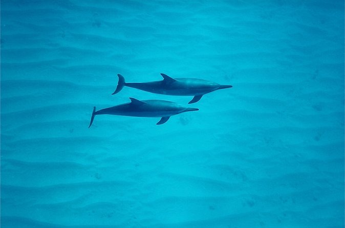 Oahu: Swim with Dolphins on the West Coast - Who will get the most from this trip
