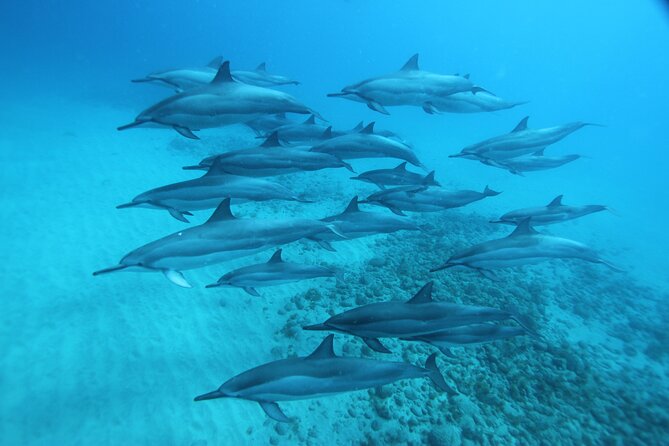 Oahu: Swim with Dolphins on the West Coast - Cancellation and weather planning