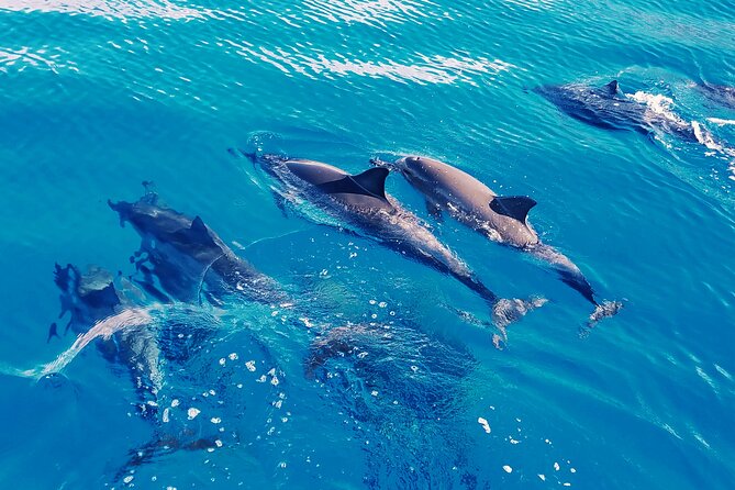 Oahu: Swim with Dolphins on the West Coast - Watching the Waianae Mountain Range from the water