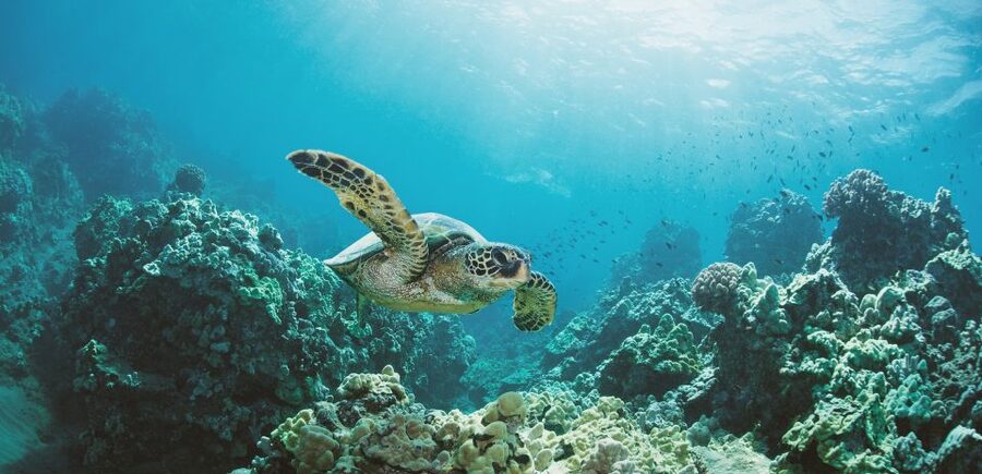 Oahu: Turtle Canyon Snorkeling Boat Tour - A Short Boat Ride from Pier B to Turtle Canyon