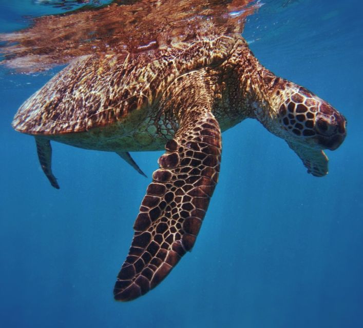Oahu: Turtle Canyon Snorkeling Boat Tour - New Snorkel Gear and Support Before You Enter