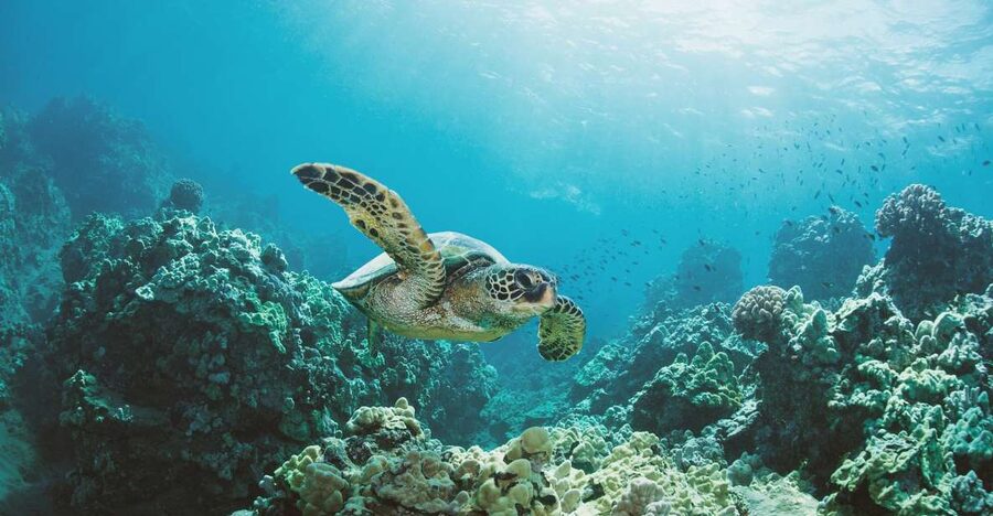 Oahu: Turtle Canyon Snorkeling Boat Tour - Who Will Enjoy This Turtle Canyon Trip Most?