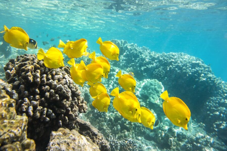 Oahu: Waikiki Glass Bottom Boat Sunset Cruise - Is $60 a fair price?