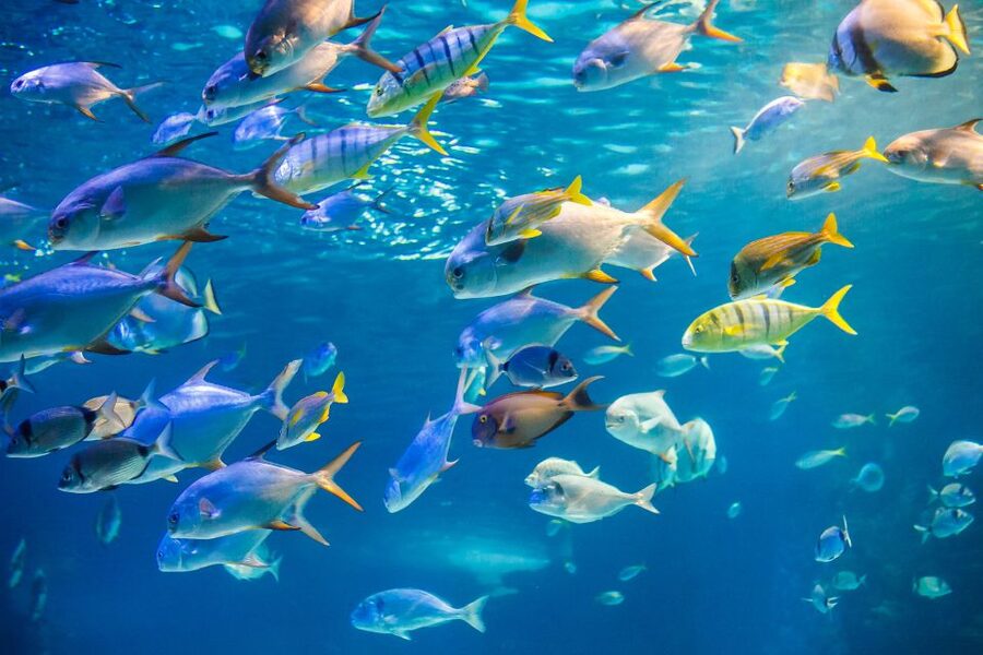 Oahu: Waikiki Glass Bottom Boat Sunset Cruise - Who should book this cruise?