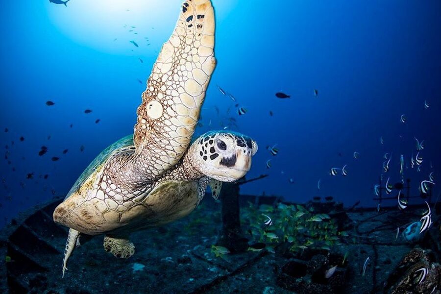 Oahu: Waikiki Submarine Tour - Why this Waikiki submarine ride is different