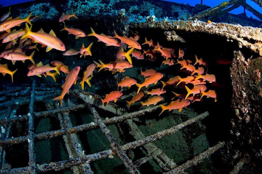 Oahu: Waikiki Submarine Tour - Forty-five minutes over Waikiki’s artificial reefs