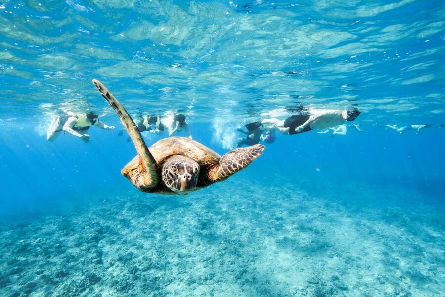 Oahu: Waikiki Turtle Snorkeling Adventure - Key points to know before you book