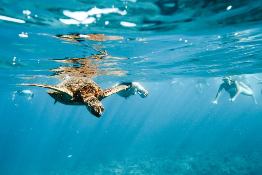 Oahu: Waikiki Turtle Snorkeling Adventure - Why this Waikiki turtle cruise works
