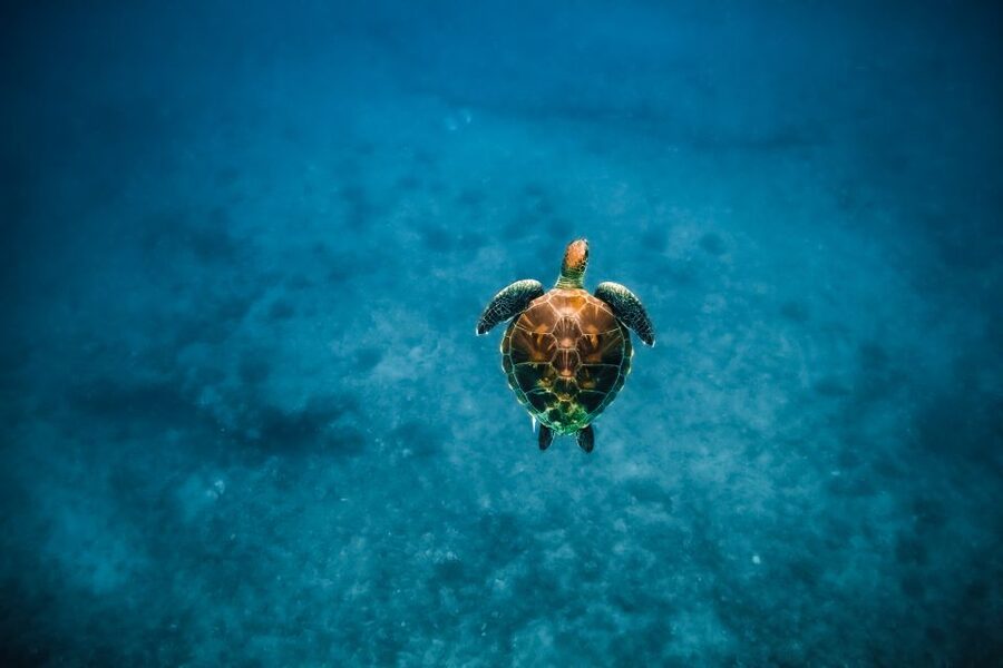 Oahu: Waikiki Turtle Snorkeling Adventure - Bring a picnic and stay aboard after snorkeling