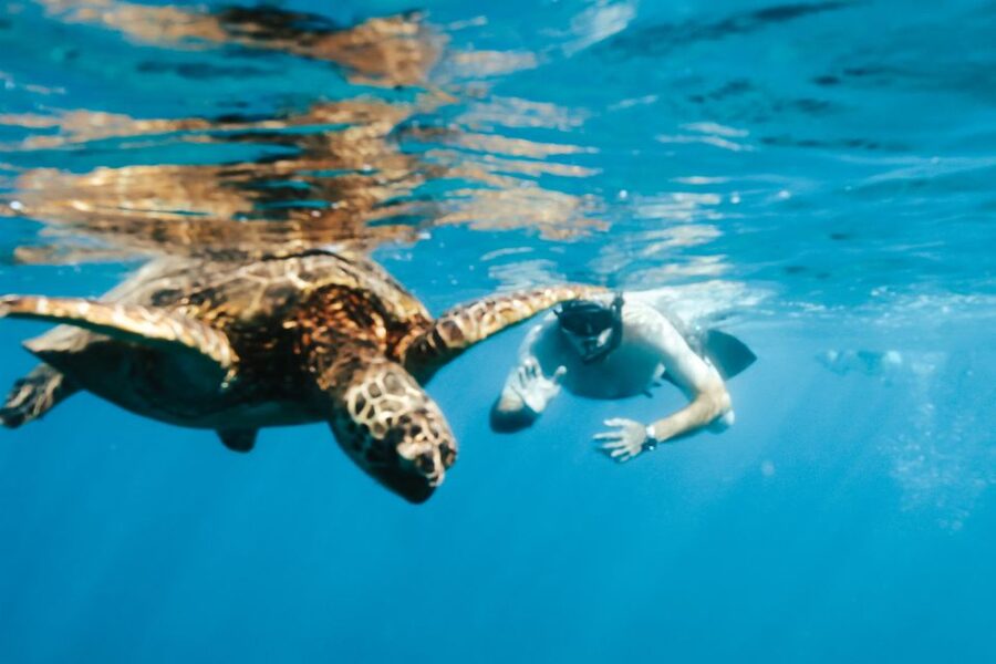 Oahu: Waikiki Turtle Snorkeling Adventure - Seasickness, mobility, and other practical limits