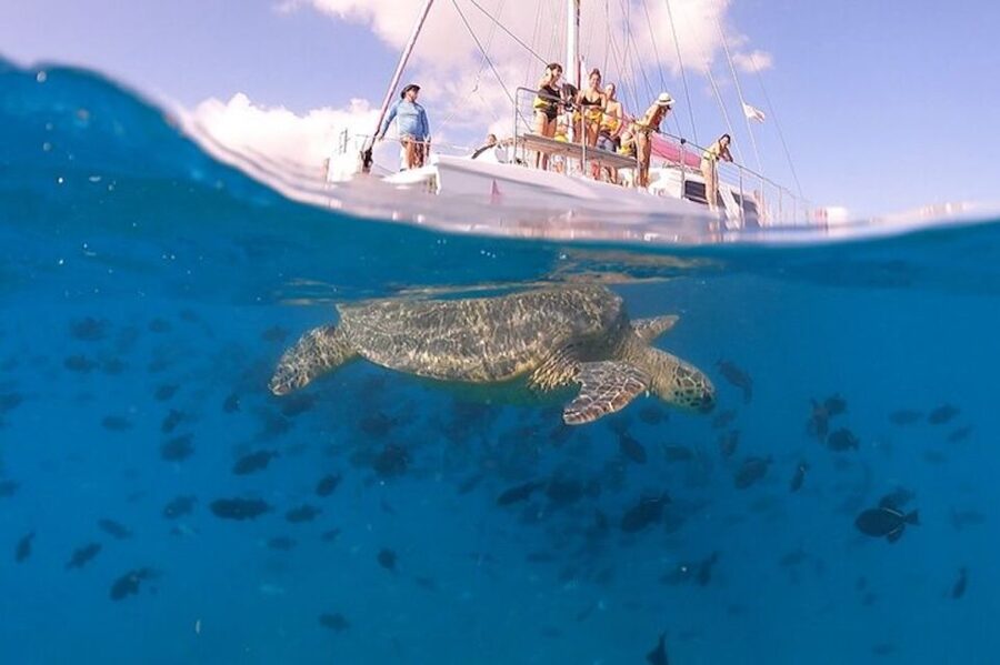 Oahu: Waikiki Turtle Snorkeling Adventure Cruise - Snorkeling with turtles and reef fish