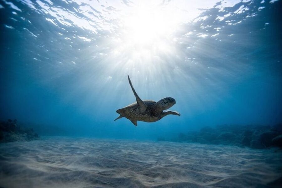 Oahu: Waikiki Turtle Snorkeling Adventure Cruise - Is $67 a fair price?