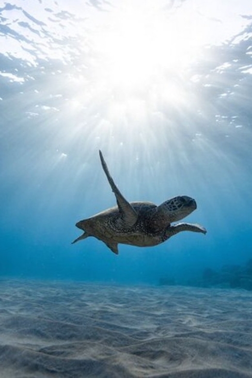 Oahu: Waikiki Turtle Snorkeling Adventure Cruise - Who should book this cruise?