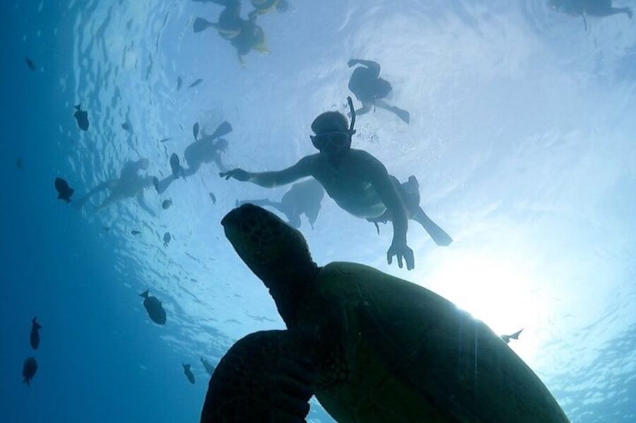 Oahu: Waikiki Turtle Snorkeling Adventure Cruise - Practical preparation for a smoother morning or afternoon