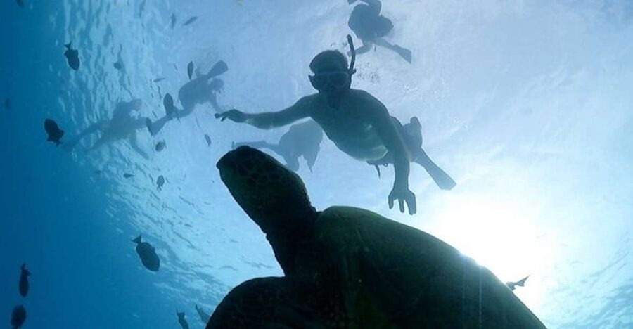 Oahu: Waikiki Turtle Snorkeling Adventure Cruise - What the two-hour outing feels like