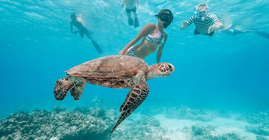Oahu: Waikiki Turtle Snorkeling Adventure - From Waikiki pickup to the Island Princess