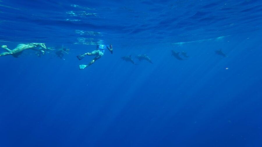 Oahu: Wild Dolphins Swim Turtle Snorkel Tour & Waterslide - Starting early on Oahu’s west coast