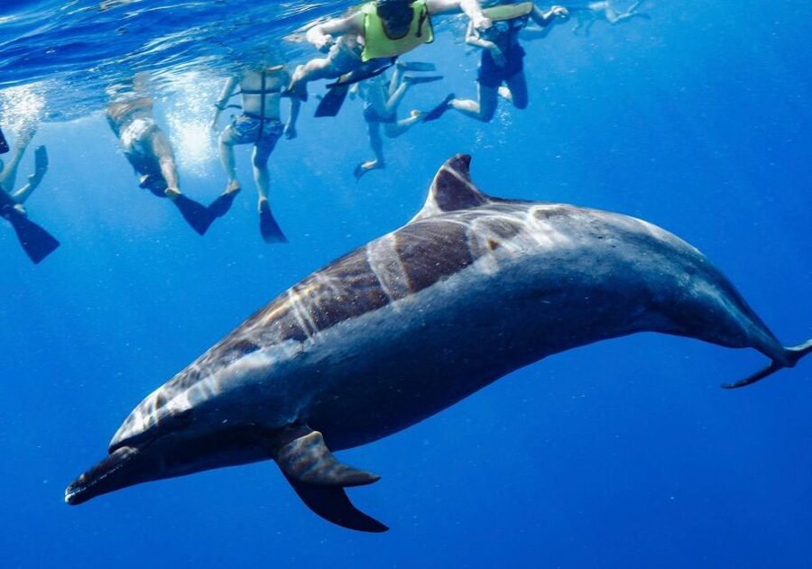 Oahu: Wild Dolphins Swim Turtle Snorkel Tour & Waterslide - How cancellation and pickup work