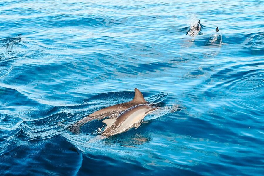 Oahu: Wild Dolphins Swim Turtle Snorkel Tour & Waterslide - Turtle snorkeling at Makaha