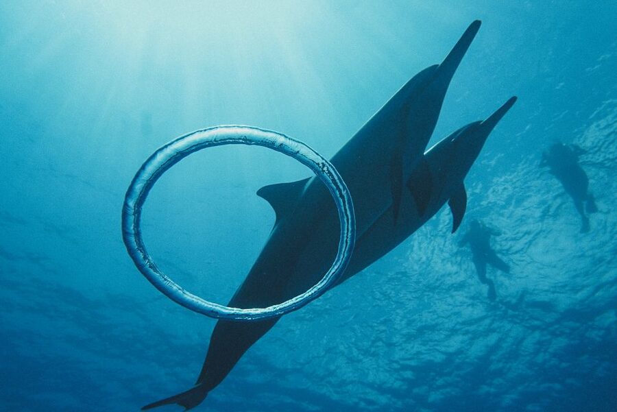 Oahu: Wild Dolphins Swim Turtle Snorkel Tour & Waterslide - The 21-foot waterslide and other boat activities