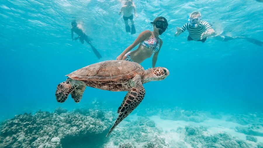 Oahu: Wild Dolphins Swim Turtle Snorkel Tour & Waterslide - What the crew does well