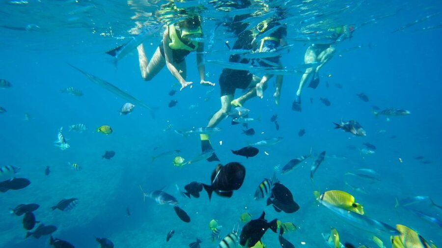 Oahu: Wild Dolphins Swim Turtle Snorkel Tour & Waterslide - Is $199 a fair price?