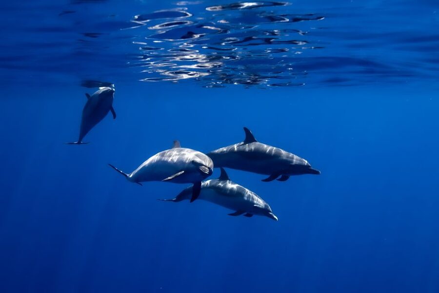 Oahu: Wild Dolphins Swim Turtle Snorkel Tour & Waterslide - Who should book this boat trip?