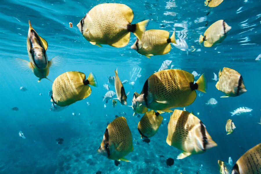 Oahu: Wild Dolphins Swim Turtle Snorkel Tour & Waterslide - Lunch and the move toward Makaha
