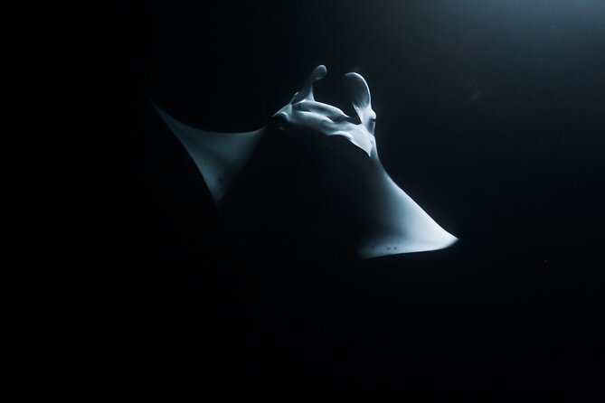 One Tank Manta Night Dive and Snorkel - Key points to know before booking
