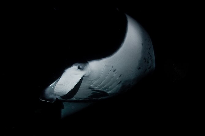 One Tank Manta Night Dive and Snorkel - Why Kona’s nighttime manta encounter is special
