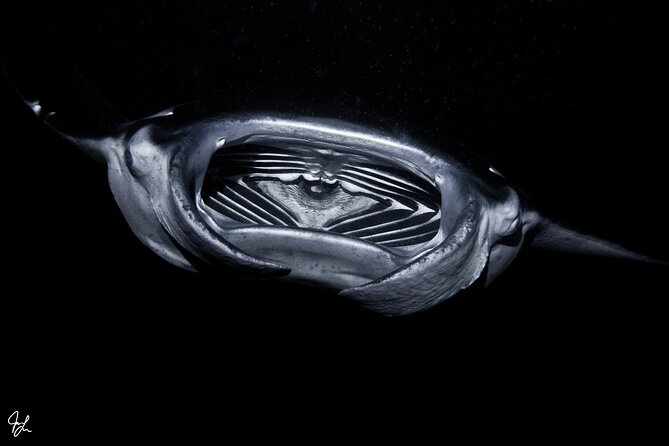 One Tank Manta Night Dive and Snorkel - What to bring and what to confirm