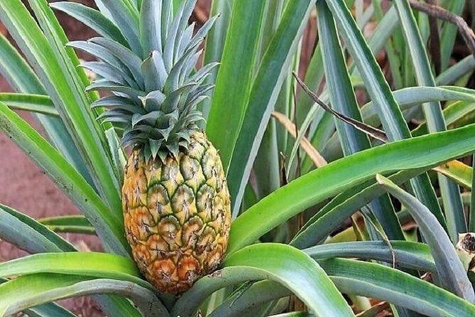 Pearl Harbor, Dole Plantation, and Polynesian Center from Kauai - What the logistics feel like in practice