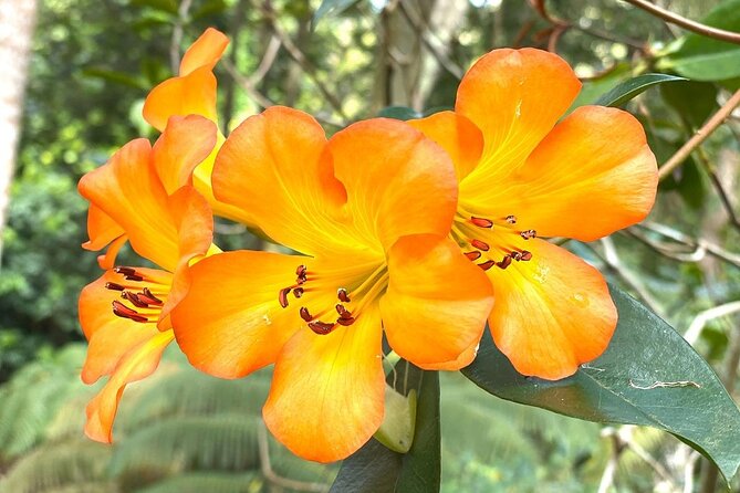 Princeville Botanical Gardens Tour and Chocolate Tasting Ticket - Anini Creek valley and the final walk