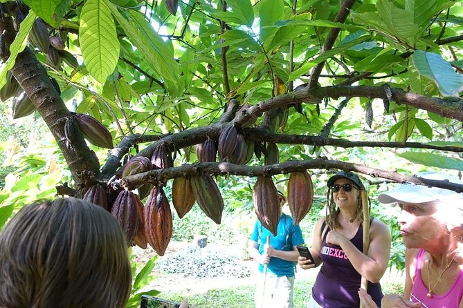 Princeville Botanical Gardens Tour and Chocolate Tasting Ticket - How hard is the walk?