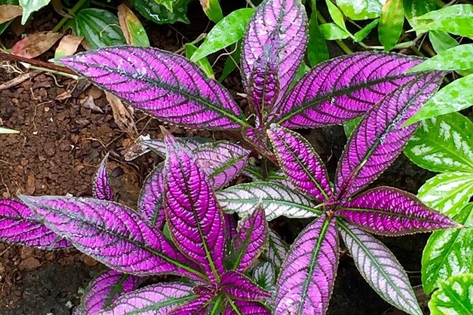 Princeville Botanical Gardens Tour and Chocolate Tasting Ticket - Guide style and group size