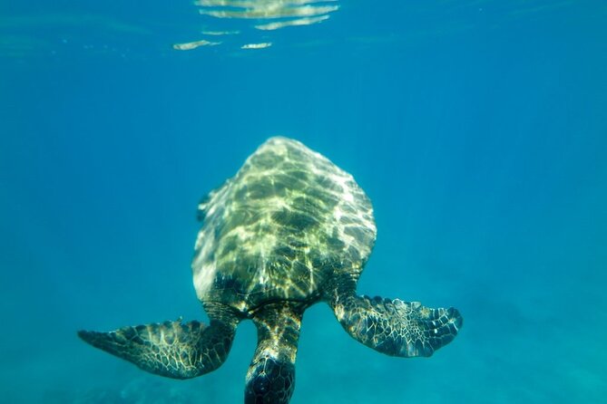 Private Beginner Paddleboard Lesson with Snorkel in Turtle Town - What happens at Makena Landing Park