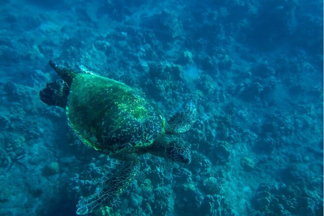 Private Beginner Paddleboard Lesson with Snorkel in Turtle Town - What the $179 price gets you