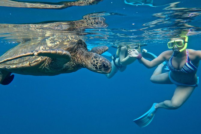 Private Beginner Paddleboard Lesson with Snorkel in Turtle Town - Learning to stand, paddle, and relax